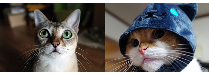 伊藤さんが飼っている猫の「チリちゃん」（左）と「ふくちゃん」。猫の写真を撮っていると時間を忘れてしまうとか（写真は伊藤さん撮影）